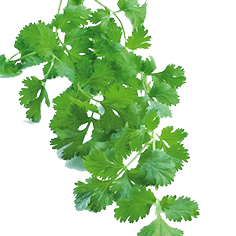 Frozen Coriander