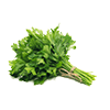 Frozen Parsley