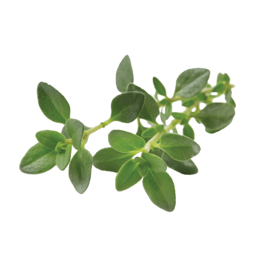 Frozen Thyme